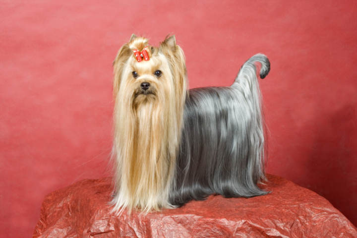 corte de pelo yorkshire terrier c 243 mo cortar el pelo a un yorkshire corte de pelo yorkshire terrier c 243 mo cortar el pelo a un yorkshire