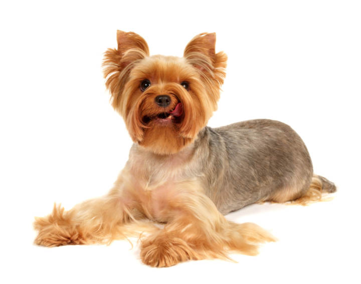 corte de pelo yorkshire terrier c 243 mo cortar el pelo a un yorkshire corte de pelo yorkshire terrier c 243 mo cortar el pelo a un yorkshire